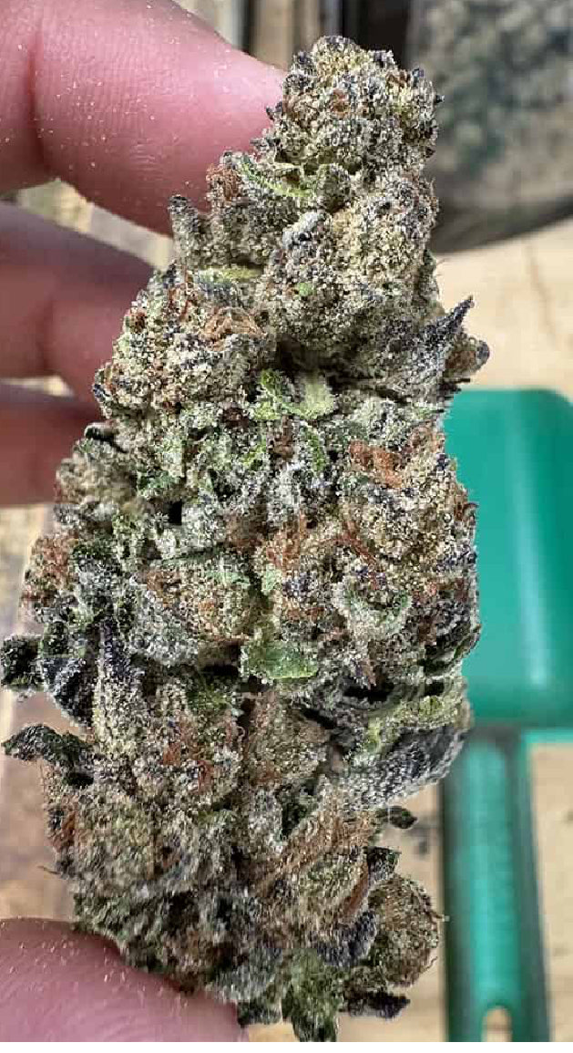 Gelato punch 27.8% 1oz