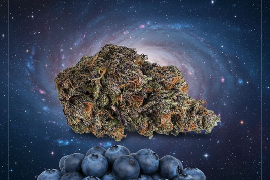 Blueberry 28 grams 31.76% THCa