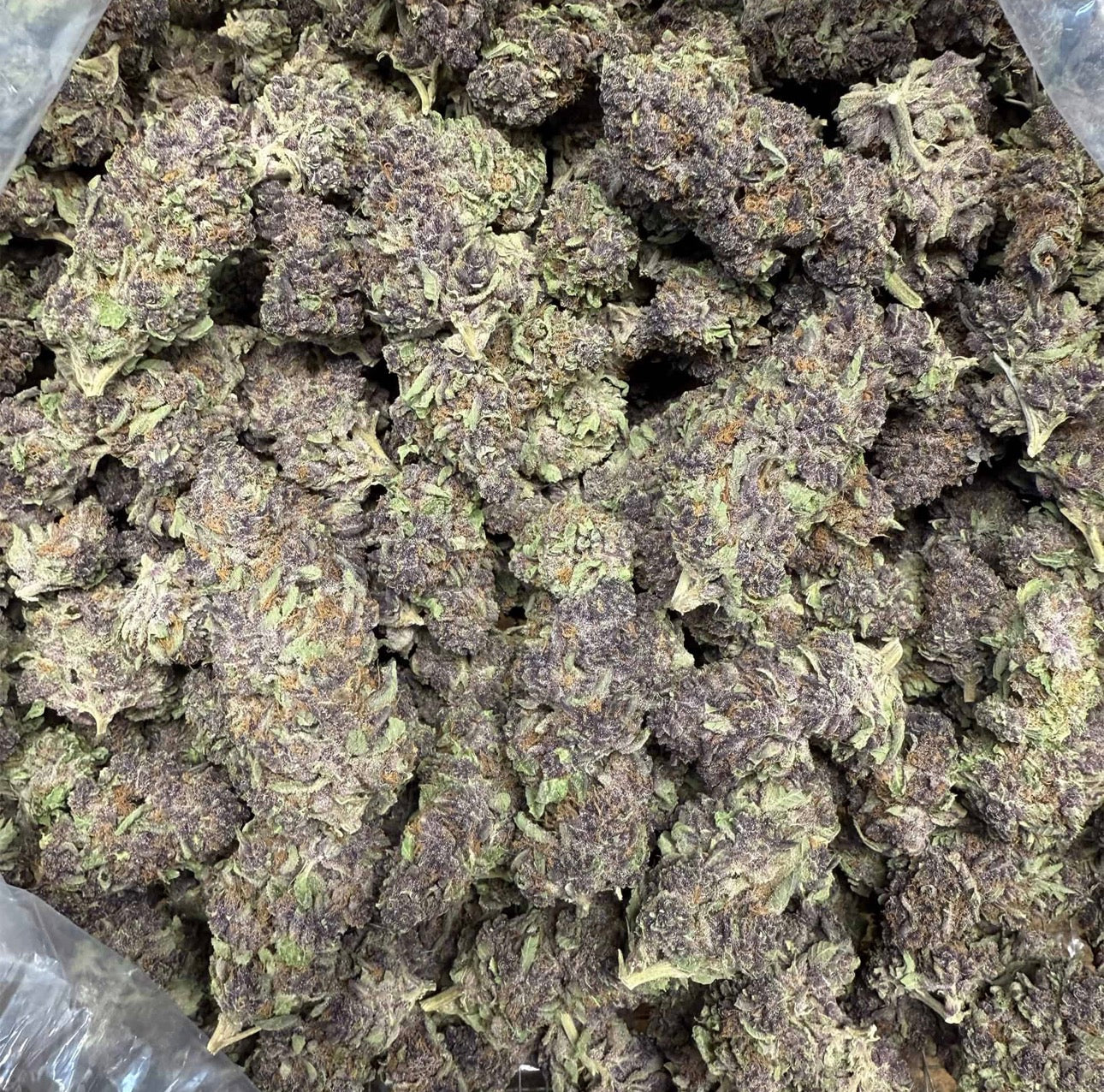 Gorilla Skunk 1oz 25.99%
